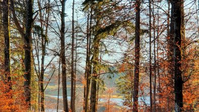 Forstweg zum Haus