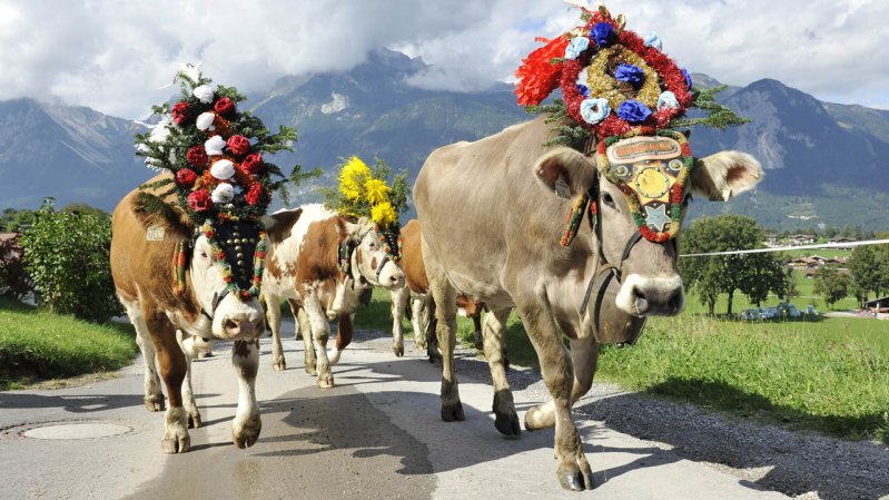 Die Kühe tragen den prächtigen Almabtriebs-Kopfschmuck mit Würde, © Grießenböck