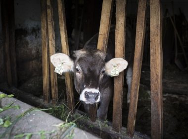 Kuh im Stall des Gintherhofs