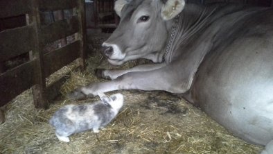 Kuh Lena mit Hase Flecki