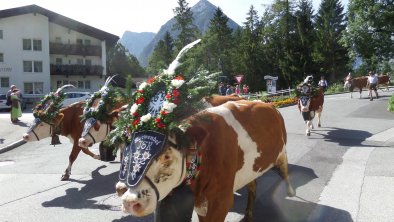 Almabtrieb 2019 am Haus vorbei