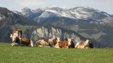 Steinerkogl Kühe