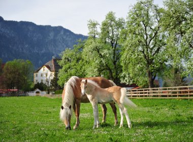 Fohlenhof Ebbs – Haflinger Weltausstellung