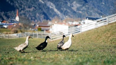 Arche-Oetztal Enten