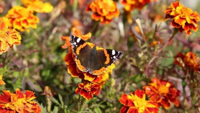 Schmetterling, © Lorenz Karin