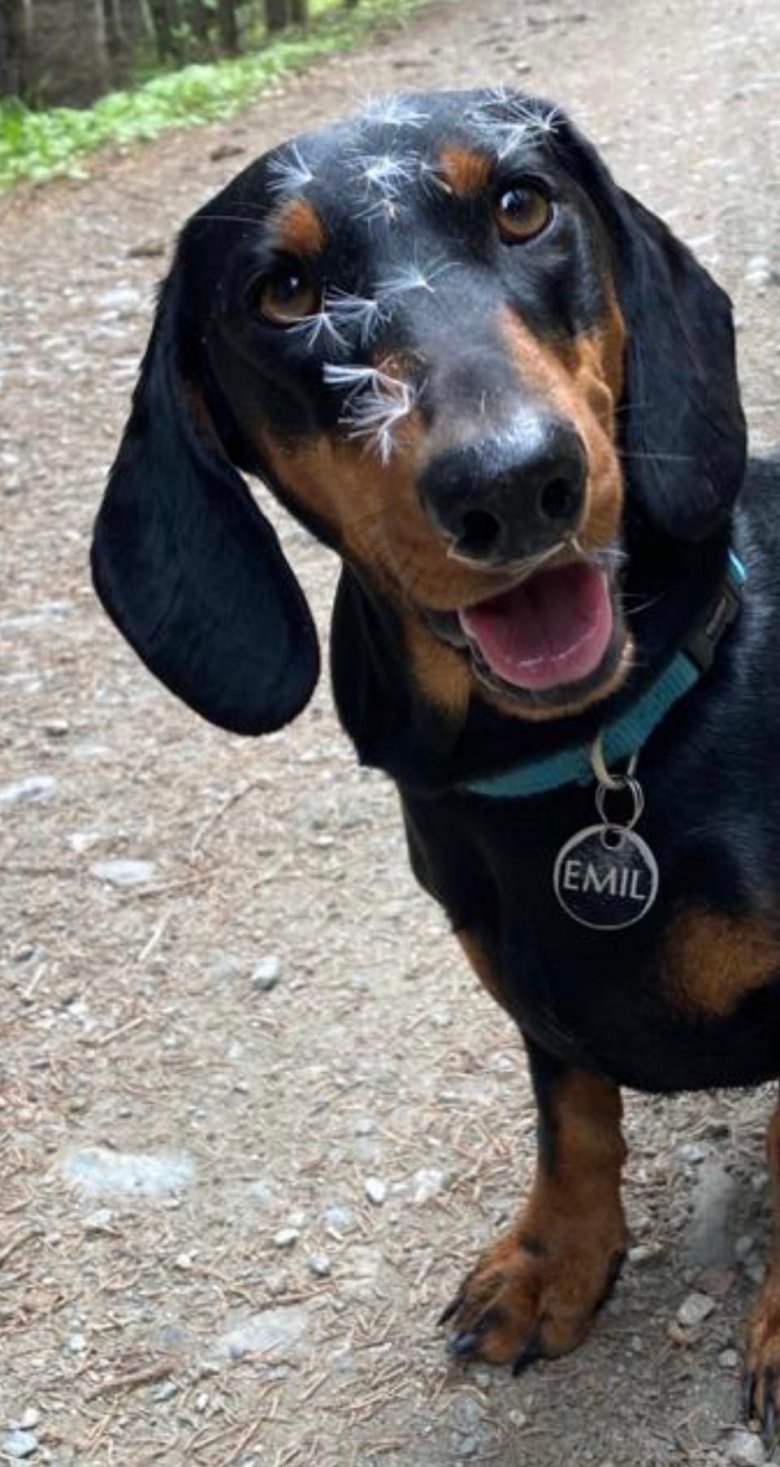 Emil ist ein Dachshund, 5 Jahre alt und immer gut gelaunt.