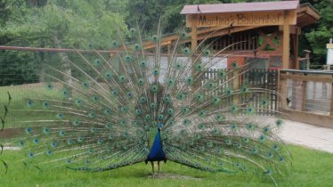 Pfau, © Wirtshaus Natterboden