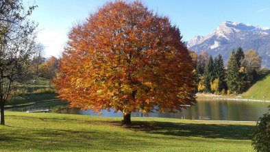 Moaeben Alpbach Herbstbaum am See