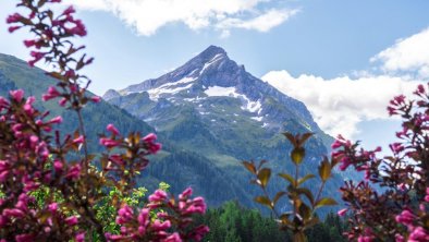 Aussicht Sommer Haus Alpengruß