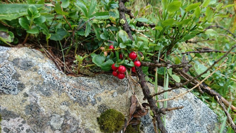 Preiselbeeren selbst pflücken.