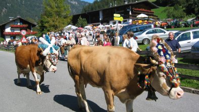 Almabtrieb in Brandenberg, © Hotel Neuwirt