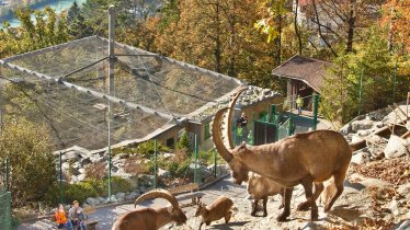 Alpenzoo Innsbruck, © Innsbruck Tourismus/Christoph Lackner