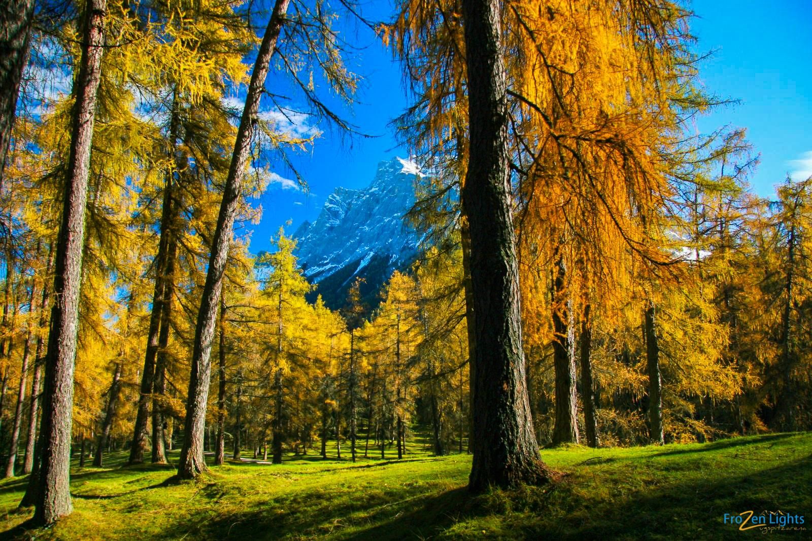 Ein wunderschöner Wald mit goldenen Lärchen und einem klaren blauen Himmel. Im Hintergrund sind majestätische Berge zu sehen.