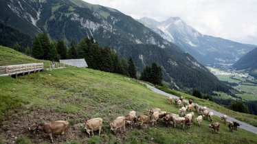 Hinauf zur Nessleralm in Pettneu am Arlberg, © Tirol Werbung / Lisa Hörterer