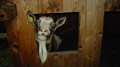 Ziege schaut aus Ihrem kleinen Holzhaus