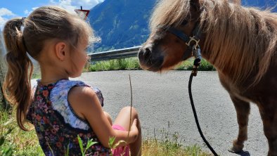 Pony auf Wachtlerhof