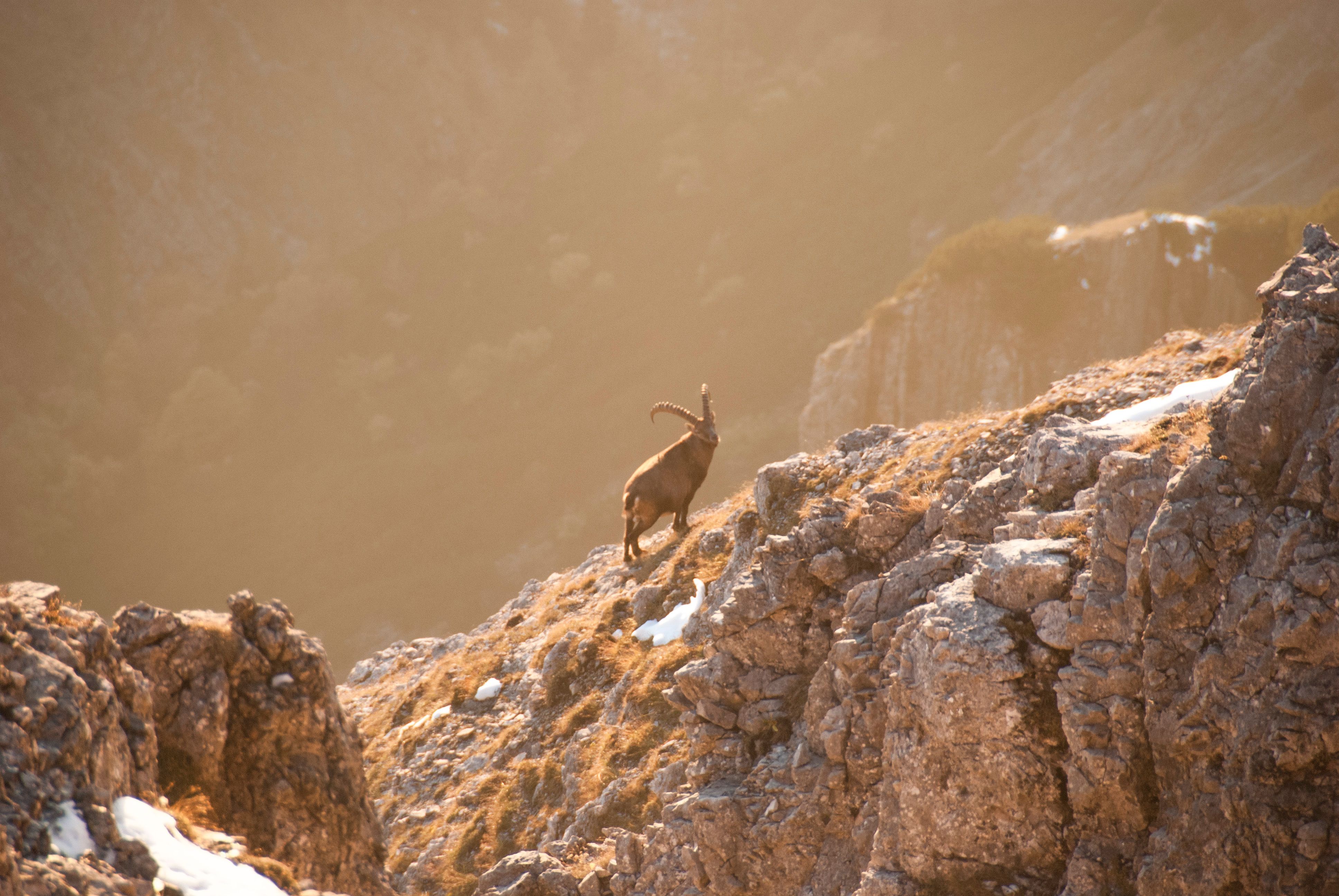 Steinbock an der Montscheinspitze, Steinbock auf einem Felsvorsprung im Abendlicht