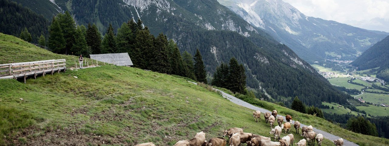 Hinauf zur Nessleralm in Pettneu am Arlberg, © Tirol Werbung / Lisa Hörterer