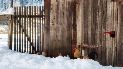 Auch dem Hahn mit seinen Hennen gefällt der Schnee, © Roswitha Vogelsberger