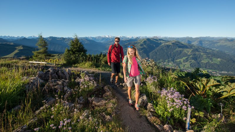 Alpenblumengarten am Kitzbühler Horn, © KitzSki / Werlberger