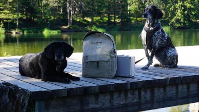 Hund im Urlaub