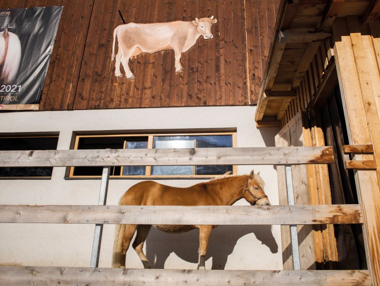 Fotograf Espen &uuml;ber das Motiv: &bdquo;Versucht das Pferd, Kuh zu sein? Oder ist das Pferd Vorbild f&uuml;r die Kuh? Als ich die beiden betrachtet habe, hatte ich pl&ouml;tzlich den Eindruck, dass sie miteinander verwandt sind, und die Formen-&Auml;hnlichkeit der Tiere hat mich irgendwie angezogen. Ich habe mir den Hof im Paznaun dann ganz genau angesehen, weil ich den Ort so sch&ouml;n fand. Die Tiere und ich, ich und die Tiere. Sonne. Heile Welt. Ich kann nicht genau erkl&auml;ren warum, aber in diesem Moment habe ich die Friedlichkeit, die der Ort verstr&ouml;mt hat, gebraucht.&ldquo;
