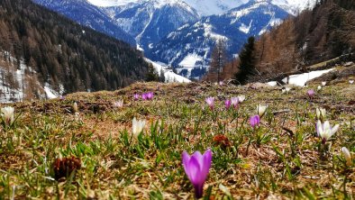 Bergfrühling auf der Alm