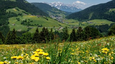 Frühlingswiese Blick Aberg Oberau Wildschönau Rech