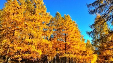 Herbst in Obernberg