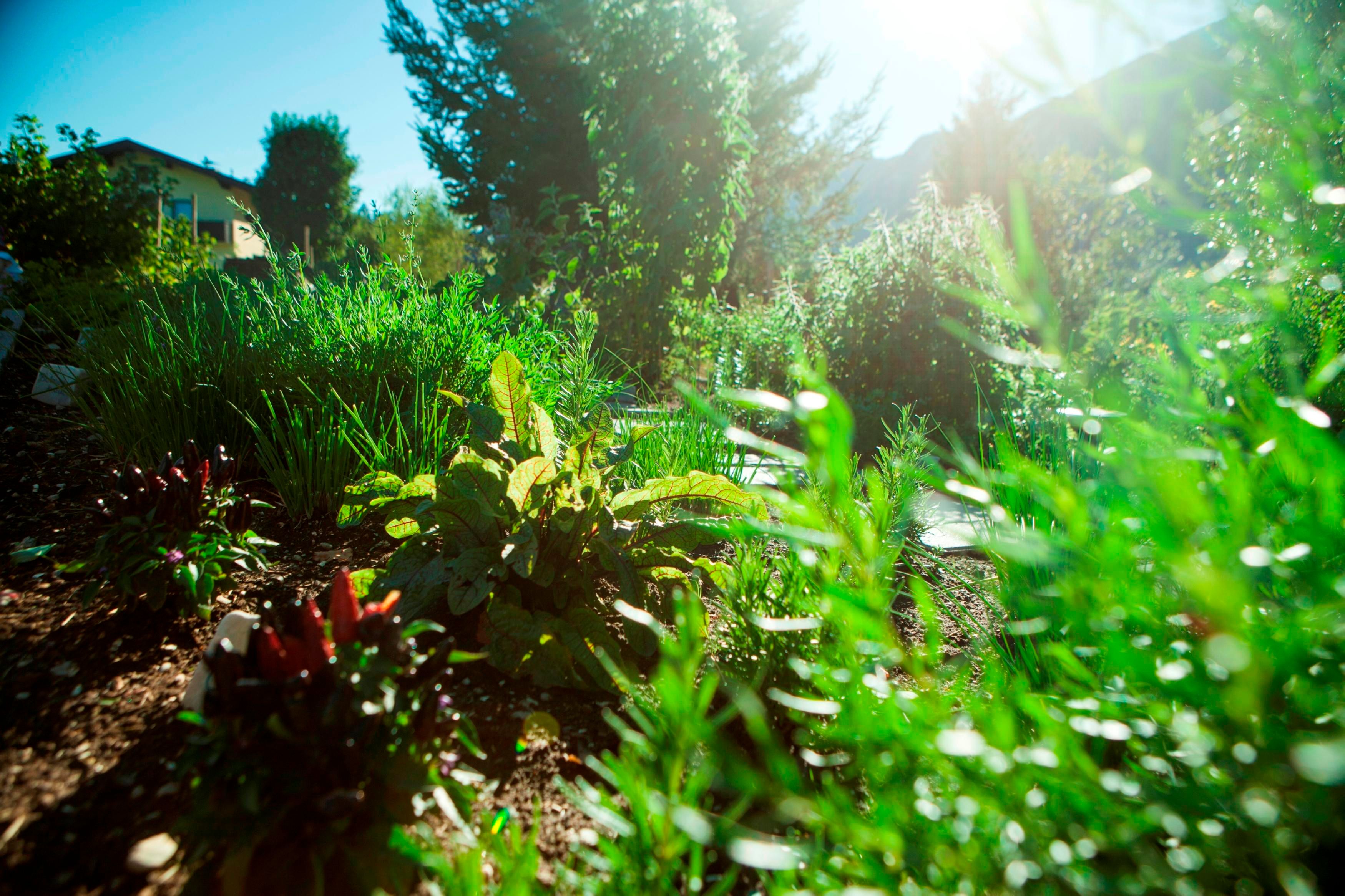 Ein grüner Garten mit verschiedenen Pflanzen und Kräutern. Im Hintergrund sind Bäume und ein Gebäude sichtbar.