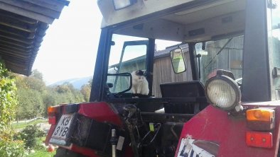 Katze auf dem Traktor