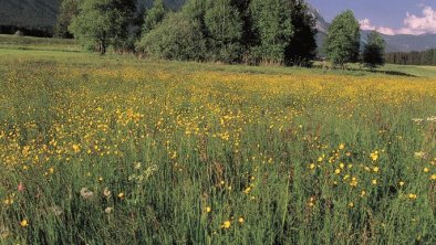 Sommerwiese vor Kaiser