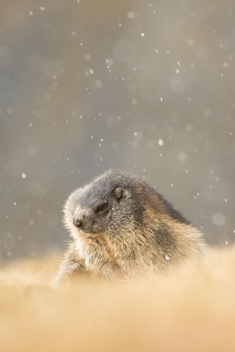 Wenn der erste Schnee fällt, bereiten sich Murmeltiere wie dieses im Stubaital fotografierte Exemplar auf den Winterschlaf vor.