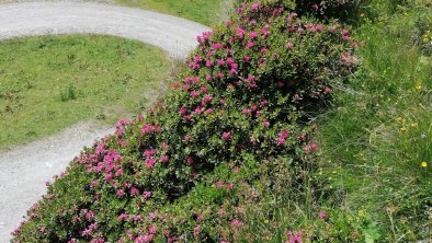 Alpenrosenblüte Hobalm