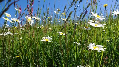 Sommerwiese in Reith im Alpbachtal