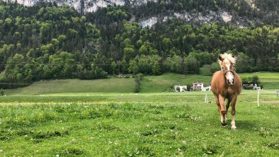 Haflingerhof Haflinger 'Water' am Feld, © Haflingerhof