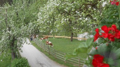 Biobauernhof Hecherhof Thiersee Balkon