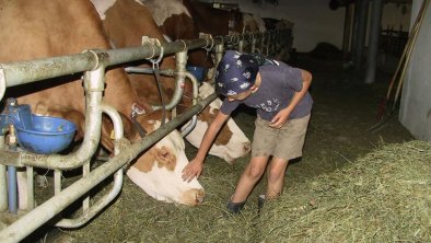 Kühe zum Füttern Gapphof Reith