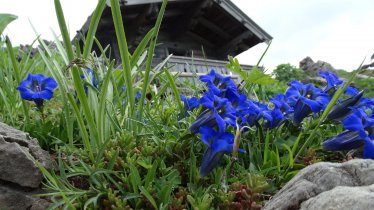 Enziane im Alpenblumengarten Kitzbühel, © Kitzbühel Tourismus