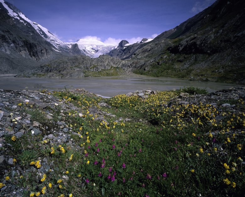 Blumenwiese im Nationalpark Hohe Tauern, © Nationalpark Hohe Tauern