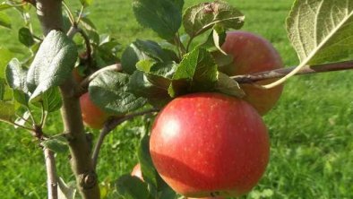 Äpfel, © Katrin Larch