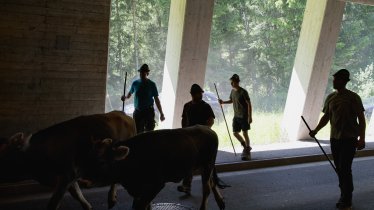 &quot;K&uuml;he haben Vorrang&quot;&nbsp;hei&szlig;t es im Fr&uuml;hsommer auf der Kaunertaler Landesstra&szlig;e.