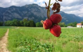 Erdbeerlaender und Erdbeerfelder zum Selberpfluecken in Tirol (c) Tirol Werbung – Julia Koenig