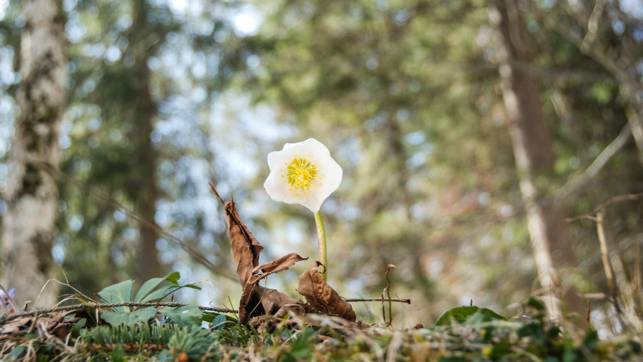 Schneerosenblüte bei Kufstein , © Tirol Werbung / Jannis Braun 