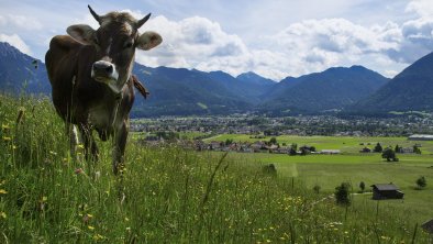 ....auf unseren Weiden....