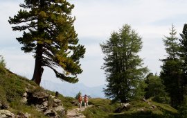 Zirbenweg bei Innsbruck, © Tirol Werbung/Markus Jenewein