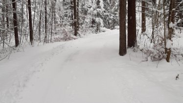 Winterwald