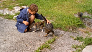 Le chat de la famille