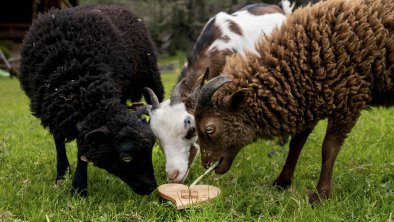 Unsere Zwergtiere