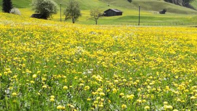 Stubaital-Somme1r, © Roswitha Vogelsberger